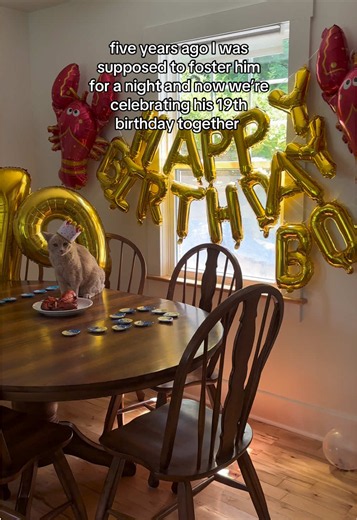 Celebrating My Cat’s 19th Birthday — From One-Night Foster to Forever Home