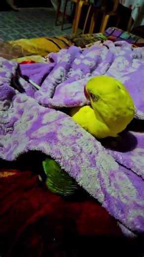 Angry adorable parrot ##