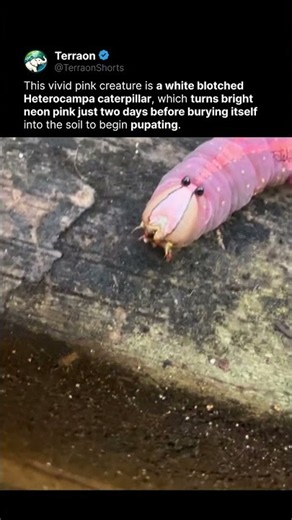 Nature Made a Real Life Neon Pink Caterpillar!