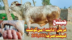 Cattle Care Farm on Reels