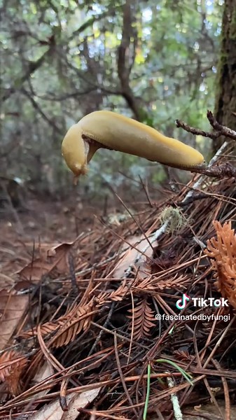 Exploring Spring Tails, Milipedes, and Slugs in Nature