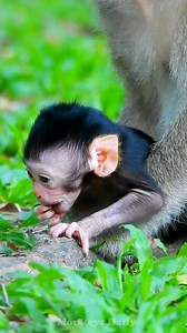Monkeys are stunningly beautiful | Monkeys Daily