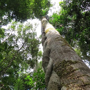 How Lianas Adapt To The Rainforest: 6 Adaptation Features – Justagric