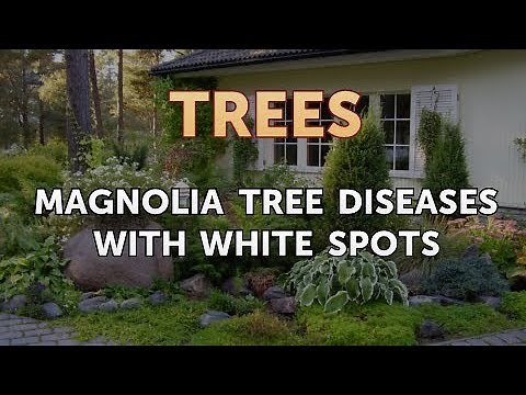 Magnolia Tree Diseases With White Spots