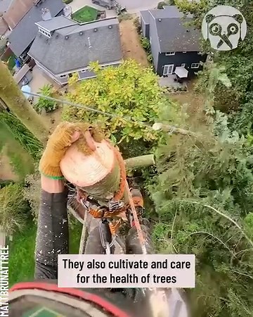 963K views · 2.9K reactions | Arborist cuts a tree in the skies Partner: mattbrunattree IG: https://www.instagram.com/mattbrunattree/ TT: https://www.tiktok.com/@mattbrunattree | Bored Panda Art | Facebook