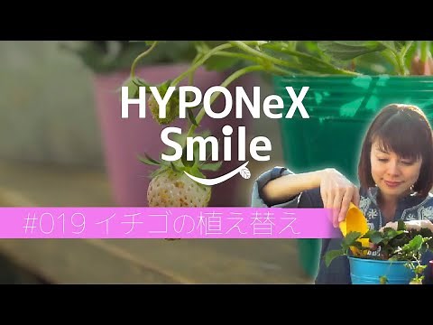 🌱019：イチゴの植え替え｜#ハイポネックススマイル