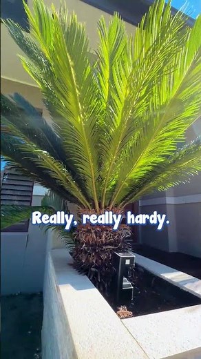 Sago Palms are the Key to Effortless Elegance in the Garden.