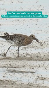 You've reached a mid-week nature pause! 🌿 Watch this curlew at Thameside Nature Discovery Park - Essex Wildlife Trust 👀 The eerie, 'cur-lee' call of the curlew is a familiar sound of wet grasslands, moorlands, and farmlands. Its long, downcurved bill is perfect for probing mud for prey. Relax, breathe, and let nature work its magic. 🎥 UK Wildlife | Essex Wildlife Trust