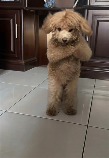 Dance with me #poodlesoftiktok #poodles #poodlelover #poodledance #dogsoftiktok #dogtok #dogdance #dogdancing
