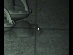 RAT SHOOTING WITH AIR RIFLE ( 40 rats less in the farm !)