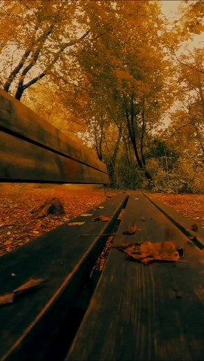 Exploring Autumn Leaves: A Visual Journey