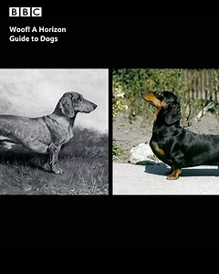 16K views · 62 reactions | Breeding dogs for their appearance may have its downsides... (Via @BBC Four) | BBC Travel | Facebook