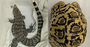 Leopard tortoise, spiny-tailed monitor lizards: NParks seizes endangered animals in raids on illegal wildlife trade