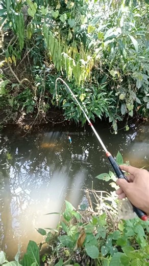Plung Nyut Mancing Wader Ijo Di Air Jernih #mancing #microfhising #mancingbae