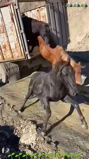 The process of unloading horses from the machine