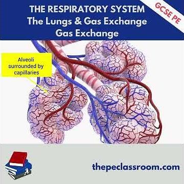 AQA GCSE PE Gas Exchange