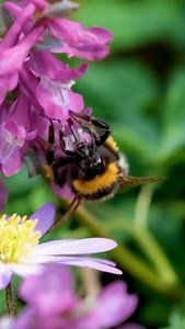 Why is feeding honey to a bumblebee a bad idea? And other popular questions 🐝🍯 Following last week’s post on how kindness can kill a bumblebee, we take a closer look at the dos, don'ts and whys of bumblebee first aid in a quick Q and A: Q: Why should sugar-water only be given to a bumblebee as the last resort? 🥛 A: There are several reasons: 🍬 Sugar-water, in all forms, isn't a suitable replacement for nectar. 🌷 Nectar contains amino acids and other micronutrients, so it is much better for 