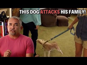 How To Control Dogs Around Sensitive Children | Cesar 911 Season 2, Ep 3. - Part 1