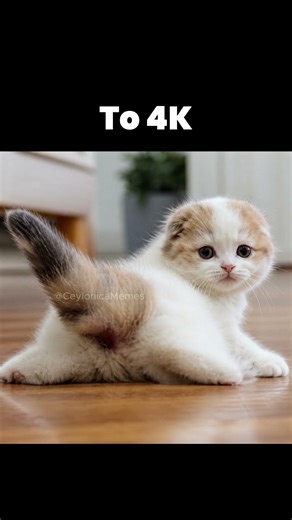 Legendary Cat Memes Get an HD Glow-Up!
