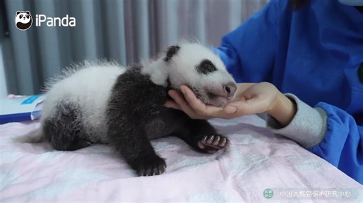Watch up-close footage of Su Shan’s cub during a health check-up! The panda baby is on its way to fully seeing the world! #FBLive #CCRCCGP #PandaFun #BestJobInTheWorld #HowGiantPandasGrowUp For more panda information, please check out: https://en.ipanda.com | iPanda