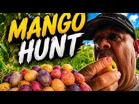 “We Found the Perfect Mango… Then THIS Happened 😱”