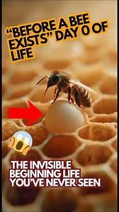 “Inside a Honeybee Egg (Day 0) | The Invisible Beginning of Life” #shorts #fypシ゚viral