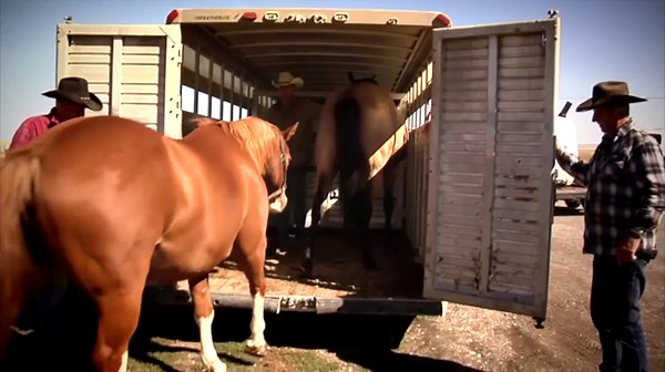 CURT 13703 Camper Adjustable Trailer Hitch RV Towing, 2-Inch Receiver, 3,500 lbs., Fits Frames up to 72 Inches Wide