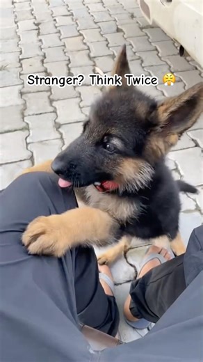 German Shepherd vs Intruder ⚔️ No One Enters Without Permission 🚫#dog #germanshepherd #dogshorts