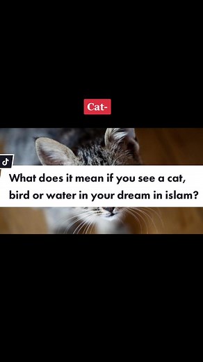 dailyislamicfacts on TikTok