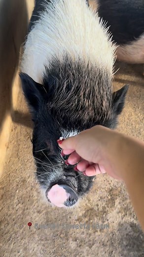 96 reactions · 22 comments | Good Boy c Bacon....勺❤️﫰殺 #blessed #kawaii #liker #potbelliedpig #love #viralpost2025 #farmlife #swag #fun | Genevie Buenconsejo | Facebook
