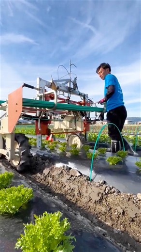 Modern Japanese Vegetable Farming Technology #farmingtech