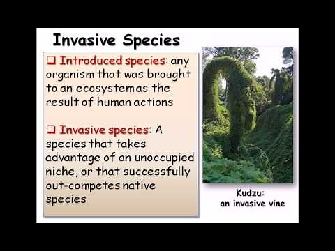 29. Invasive species (zebra mussels)