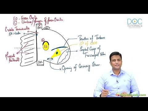 Right Atrium & Right Ventricle | Heart Anatomy Made Simple | MB MBBS| Dr AZAM