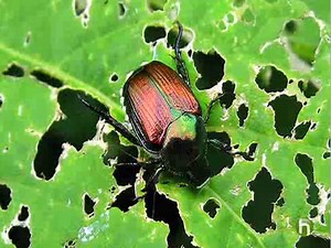 Ways to Control Pests Organically in Your Garden and Lawn