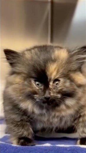 Why Cats Blow Up Like Balloons 😷 #goodtoknow #funfacts #lifehacks #vet #medicine #educational #hack