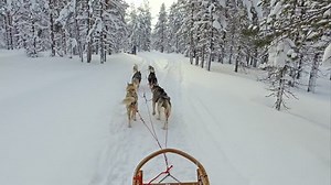 Riding Sledge Siberian Husky Dog Team: vídeo stock (100% livre de direitos) 18891167 | Shutterstock