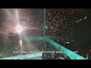 Angelfish egg hatching process