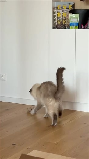 Cozy Ideas Studio on Instagram: "DIY cat toy from a toilet paper roll — free, easy, and cats love it 🐱♻️ #DIYcattoy #catdiy #DIY"
