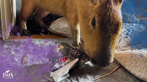 1.4K views · 50 reactions | Pumpkin the capybara loves to chew, how we accomplished this without her eating the wrapping paper I'm not quite sure! She's an education ambassador, so we do lots of fun activities like this with her to keep her enriched and socialized. #capybara #pumpkinthecapybara #capybaras #cute #cuteanimals #present #gift #animals #animal #zoos | Dark Wings Wildlife & Education | Facebook