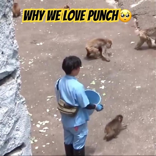Punch Being Hilariously Chill Next to New Monkey Mom Zookeeper was there #shorts
