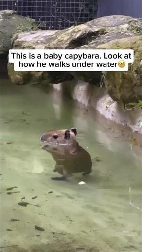 A baby capybara, also known as a capybara pup, is an adorable and gentle creature that belongs to