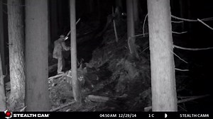 A North Vancouver woman's campaign to slow down her mountain bike opponents backfired when it led her straight into a carefully laid trap. Watch the surveillance footage: www.cbc.ca/1.3414152 | CBC Vancouver