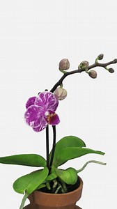 Time lapse of opening pink-white orchid flower, vertical orientation