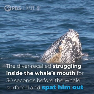 123K views · 2K reactions | Can a humpback whale actually swallow a...