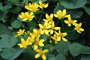 Senecio angulatus - Alchetron, The Free Social Encyclopedia