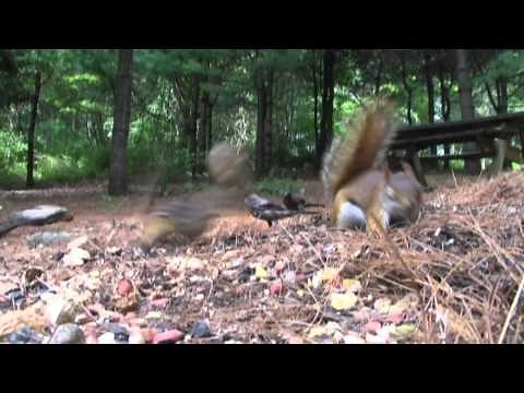 Chipmunk Attacks Squirrel