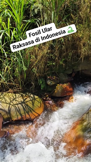 359K views · 2.4K reactions | Fosil Ular Raksasa di Sungai Indonesia  | Revi Gembul | Facebook
