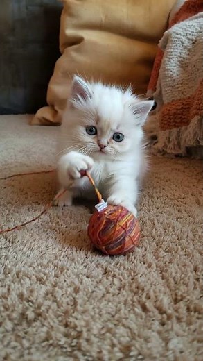 Baby Kitten Discovers a Yarn Ball 🐱✨