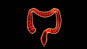 Human Large Intestine System Anatomy 3d Stock Footage Video (100% Royalty-free) 1110034363 | Shutterstock