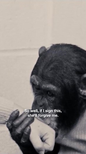 Can Chimpanzees Learn American Sign Language? What Project Nim Unveiled